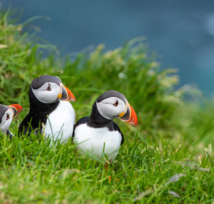 close up of three puffins sitting in the grass